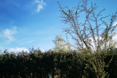 IMG_20200410_165337